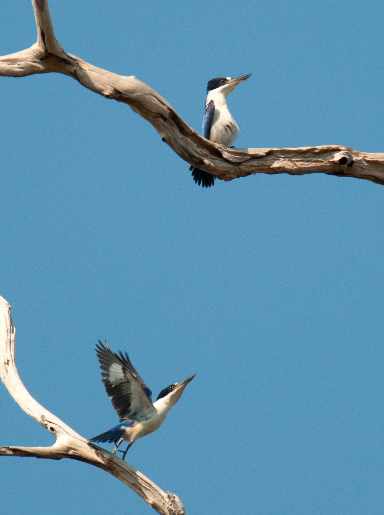 Forest Kingfisher pair interacting at Manngarre, male at the top © Frank Taylor